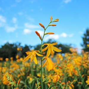 GEORGE DAVIDSON MONTBRETIA