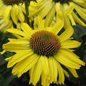BUTTERFLY™ CLEOPATRA CONEFLOWER