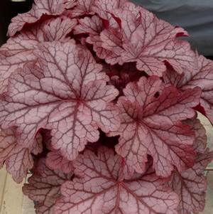 KIRA™ JERSEY CORAL BELLS