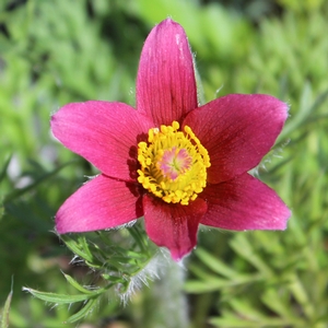 RED PASQUE FLOWER