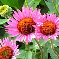VINTAGE WINE CONEFLOWER