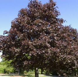 ROYAL RED NORWAY MAPLE