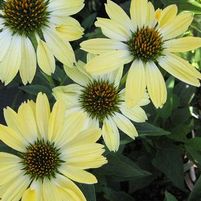 BIG SKY™ SUNRISE CONEFLOWER