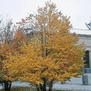 KATSURA TREE