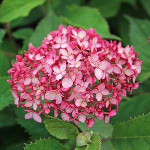 INVINCIBELLE® RUBY HYDRANGEA