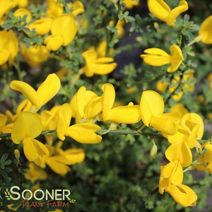 SISTER GOLDEN HAIR® SCOTCH BROOM