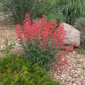 CORAL BABY BEARDTONGUE