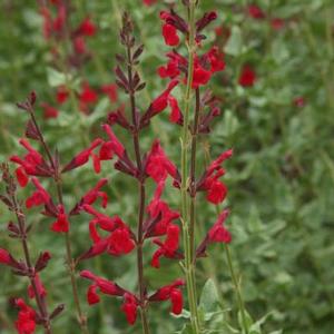 WINDWALKER® ROYAL RED SAGE