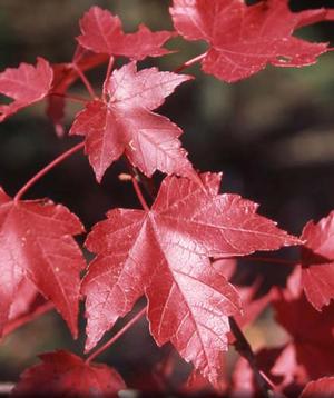 REDPOINTE® RED MAPLE