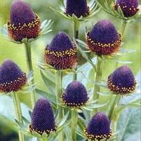 BLACK BEAUTY BLACK-EYED SUSAN