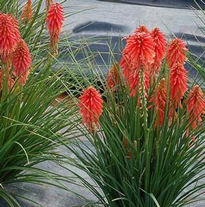 POCO™ RED RED HOT POKER