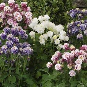 WINKY DOUBLE MIX COLUMBINE