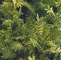 BRISE D'ANJOU JACOB'S LADDER