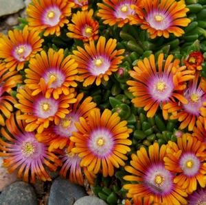 FIRE SPINNER® ICE PLANT