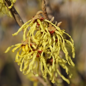 ARNOLD'S PROMISE WITCH HAZEL