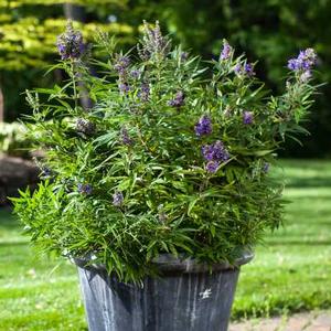 BLUE PUFFBALL™ CHASTE TREE