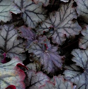 CRÈME DE MENTHE CORAL BELLS