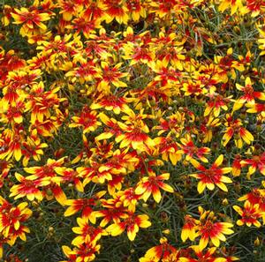 LIGHTNING BUG TICKSEED