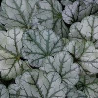 DOLCE® MOCHA MINT CORAL BELLS