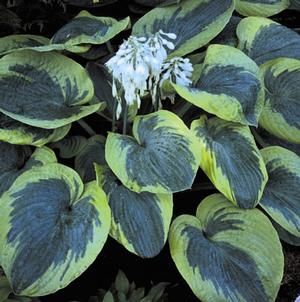 OLIVE BAILEY LANGDON HOSTA