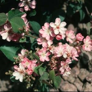 PINK LADY INDIAN HAWTHORN