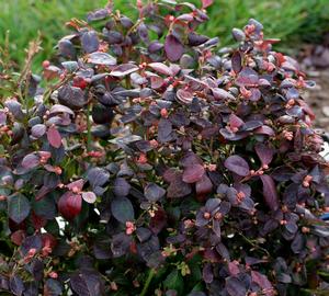 PEACH SORBET™ BLUEBERRY