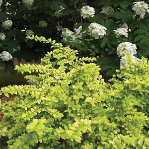 OPHELIA™ HONEYSUCKLE