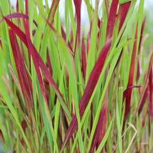 RED BARON JAPANESE BLOOD GRASS