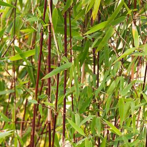 RED CLUMPING BAMBOO