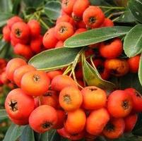 VICTORY PYRACANTHA