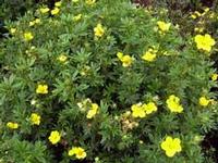 GOLD DROP POTENTILLA