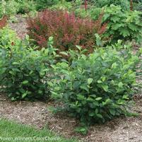 LOW SCAPE HEDGER® CHOKEBERRY