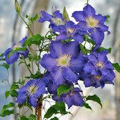 BROTHER STEFAN® CLEMATIS