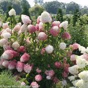 ZINFIN DOLL® HYDRANGEA