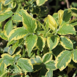 INSTANT KARMA® ELDERBERRY