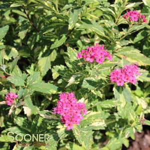 DOUBLE PLAY® PAINTED LADY® SPIRAEA