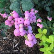 PROUD BERRY® CORALBERRY