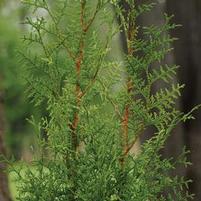 SUGAR AND SPICE ARBORVITAE
