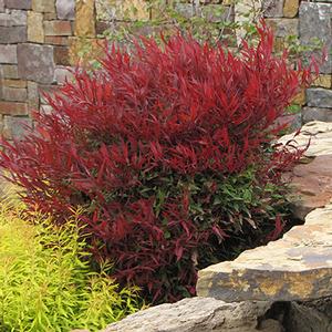 ALL-A-GLOW™ DWARF NANDINA