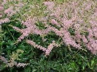 SPRITE ASTILBE