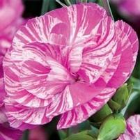 COSMIC™ PINK SWIRL DIANTHUS