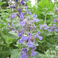 EARLY BIRD CATMINT