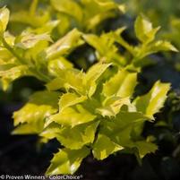 CASTLE GOLD™ BLUE HOLLY