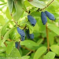 SUGAR MOUNTAIN® EISBAR HASKAP