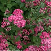 DOUBLE PLAY® PINK SPIRAEA