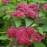 DOUBLE PLAY® RED SPIRAEA