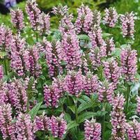 PINK CAT CATMINT