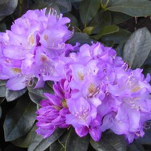 MINNETONKA RHODODENDRON