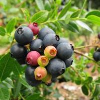 BLUEBERRY GLAZE™ BLUEBERRY