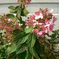 PINK DIAMOND HYDRANGEA